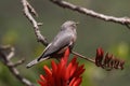 Chestnut starling