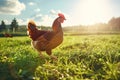 Free-range brown hen walking on green grass in sunlight Royalty Free Stock Photo