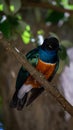 Beautiful shot of a colorful superb starling bird on a branch of a tree - perfect for background