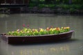 Beautiful shot of colorful tulips growing in a decorative wooden boat in a river Royalty Free Stock Photo