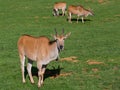 Beautiful shot of common elands on a field Royalty Free Stock Photo