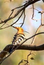 Common hoopoe Royalty Free Stock Photo