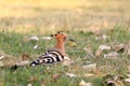 Common hoopoe Royalty Free Stock Photo