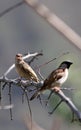 Common house sparrows