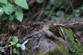 Common rosefinch female