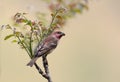 Common rosefinch