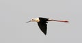 Common stilt