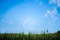 Beautiful shot of a cornfield with a blue sky in the background Royalty Free Stock Photo