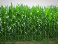 Beautiful shot of a cornfield with a clear sky Royalty Free Stock Photo