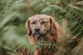Beautiful shot of a Corsican dog in a forest Royalty Free Stock Photo