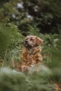 Beautiful shot of a Corsican dog in a forest Royalty Free Stock Photo