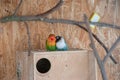 Beautiful shot of a couple of love birds on a nesting box Royalty Free Stock Photo