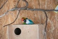 Beautiful shot of a couple of love birds on a nesting box Royalty Free Stock Photo
