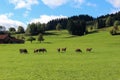 Beautiful shot of cows on a pasture under a bright blue sky Royalty Free Stock Photo