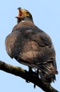 Crested serpent eagle Royalty Free Stock Photo