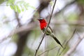 Crimson sunbird