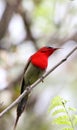 Crimson sunbird