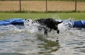 Beautiful shot of a cute black Labrador Retriever dog with a ball in her mouth playing in the water