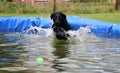 Beautiful shot of a cute black Labrador Retriever dog with a ball in her mouth playing in the water