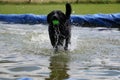 Beautiful shot of a cute black Labrador Retriever dog with a ball in her mouth playing in the water Royalty Free Stock Photo