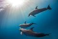 Beautiful shot of cute dolphins hanging out underwater in Bimini, Bahamas