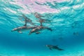 Beautiful shot of cute dolphins hanging out underwater in Bimini, Bahamas