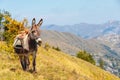 Beautiful shot of a cute donkey standing in the mountains of Mercantour national park in France