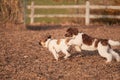 Beautiful shot of cute fluffy dogs playing tag at a dog park Royalty Free Stock Photo