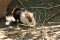 Beautiful shot of a cute guinea pig searching for a food Royalty Free Stock Photo