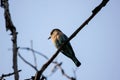 Beautiful shot of a cute Indian roller bird perched on a twig against a blue sky.