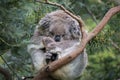 Beautiful shot of a cute koala bear sleeping on a branch of a tree Royalty Free Stock Photo