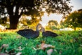 Beautiful shot of cute mallards walking on a grass Royalty Free Stock Photo