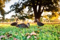 Beautiful shot of cute mallards walking on a grass Royalty Free Stock Photo