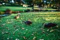 Beautiful shot of cute mallards walking on a grass Royalty Free Stock Photo