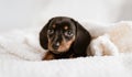 Beautiful shot of a cute puppy Austrian Black and Tan Hound looking at the camera