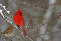 Beautiful shot of a cute red little bird with black on face standing on branch with snow