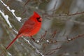 Beautiful shot of a cute red little bird with black on face standing on branch with snow