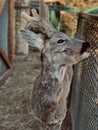 Beautiful shot of a cute roe deer behind a fence Royalty Free Stock Photo