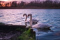 Beautiful shot of cute swans swimming in a lake during the sunset Royalty Free Stock Photo