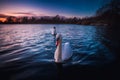 Beautiful shot of cute swans swimming in a lake during the sunset Royalty Free Stock Photo