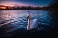 Beautiful shot of cute swans swimming in a lake during the sunset Royalty Free Stock Photo