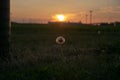 Beautiful shot of dandelion in the field with a sunset background Royalty Free Stock Photo