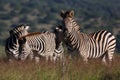 A beautiful shot of a dazzle of zebra