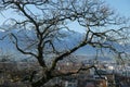 Beautiful shot of a dead tree with an overlooking view of city buildings Royalty Free Stock Photo