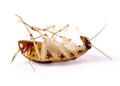 A dead vermin upside down cockroach