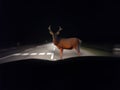 Beautiful shot of a deer in front of a car on the road in the darkness