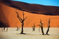 Beautiful shot of a desert during the day in Nambia