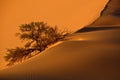 Beautiful shot of a desert during the day in Nambia