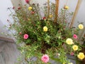 Beautiful shot of differnt coloured flowers in a pot