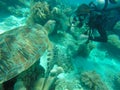 Beautiful shot of a diver during a scuba diving in Sipadan Borneo